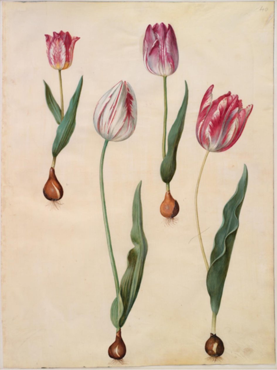 Tulipa gesneriana (har tulipan) av Hans Simon Holtzbecker