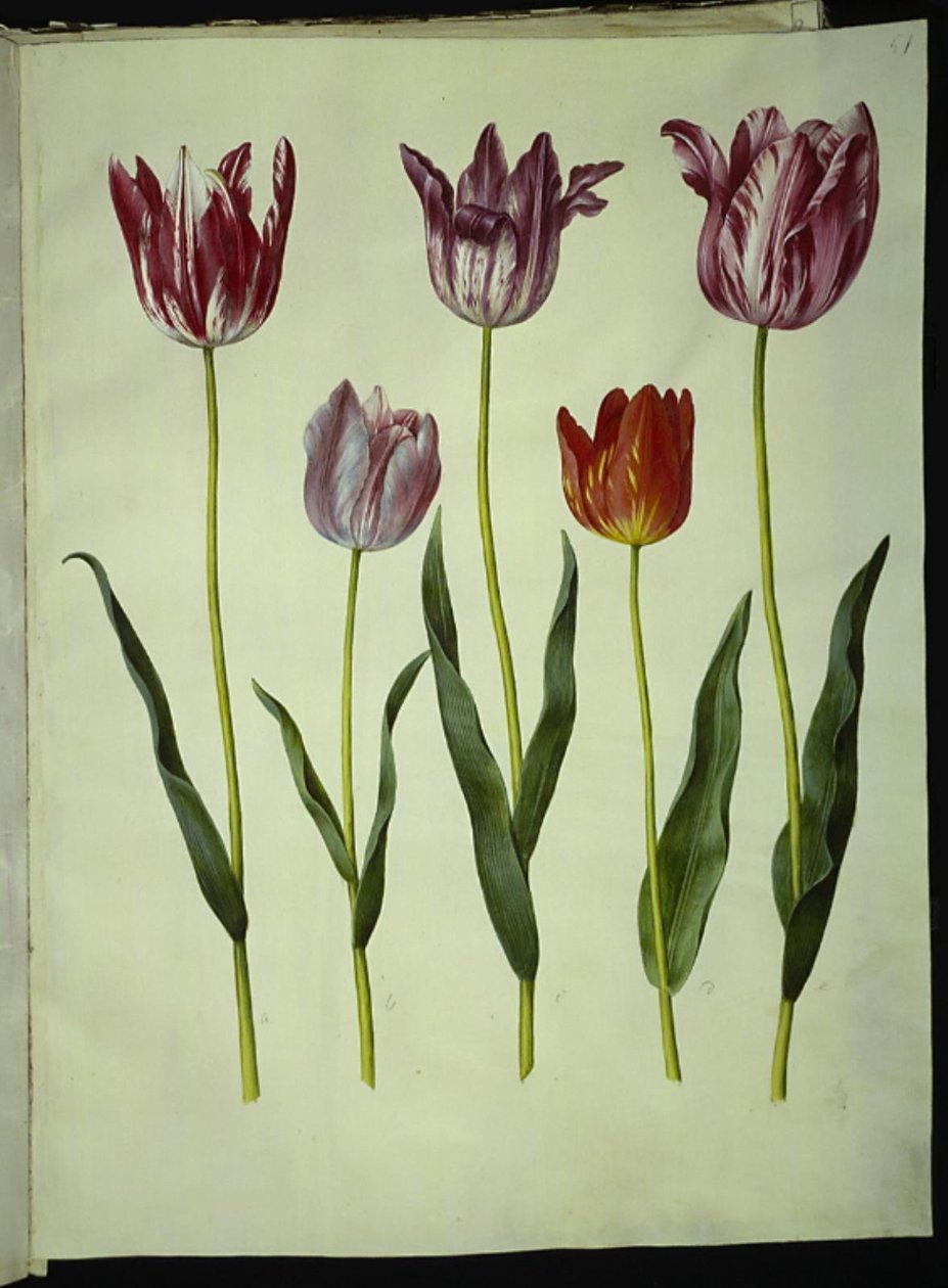 Tulipa gesneriana (har tulipan) av Hans Simon Holtzbecker