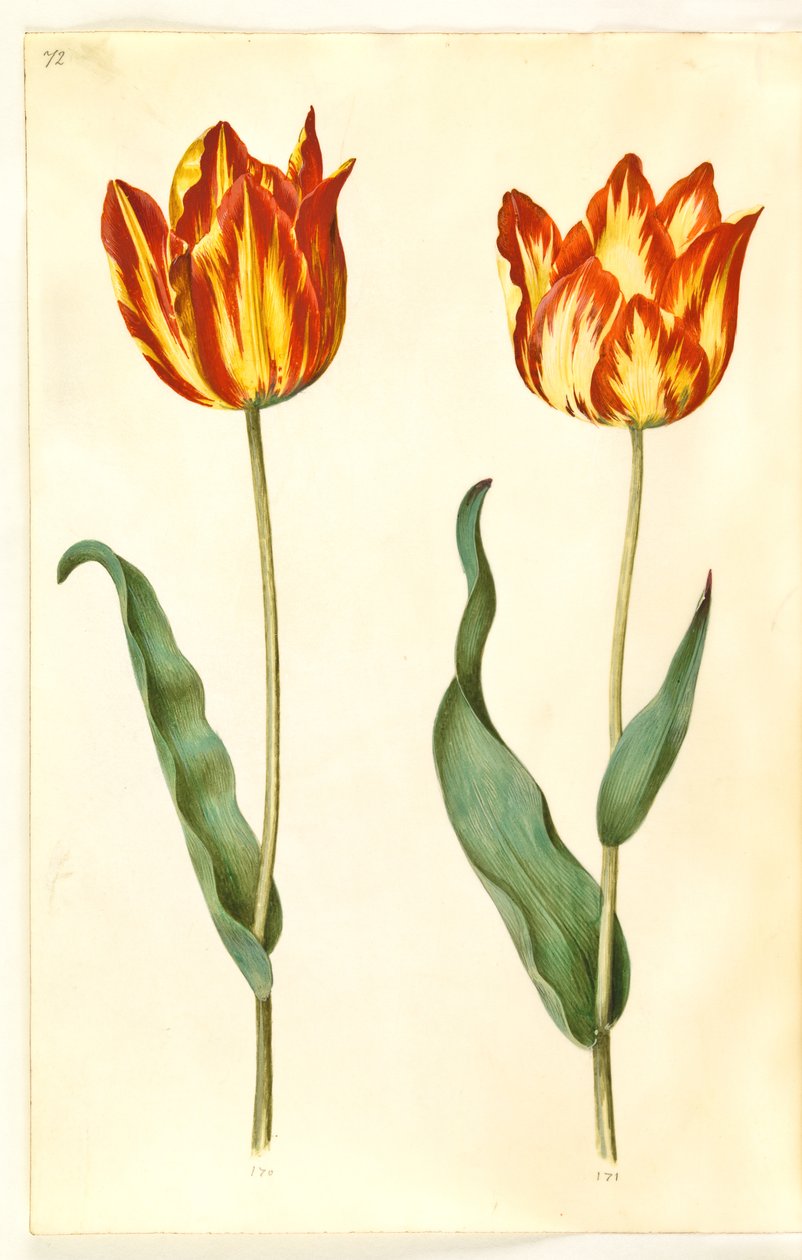 Tulipa gesneriana (har tulipan) av Hans Simon Holtzbecker