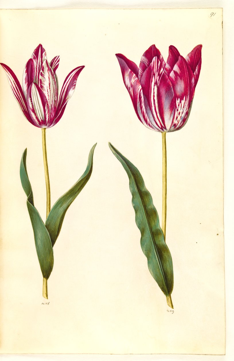 Tulipa gesneriana (har tulipan) av Hans Simon Holtzbecker