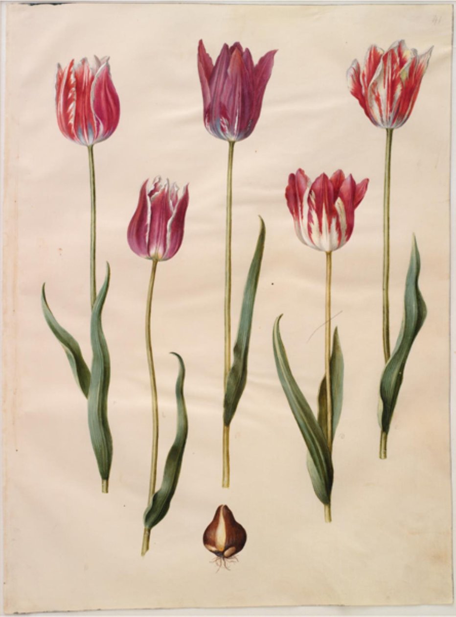Tulipa gesneriana (har tulipan) av Hans Simon Holtzbecker