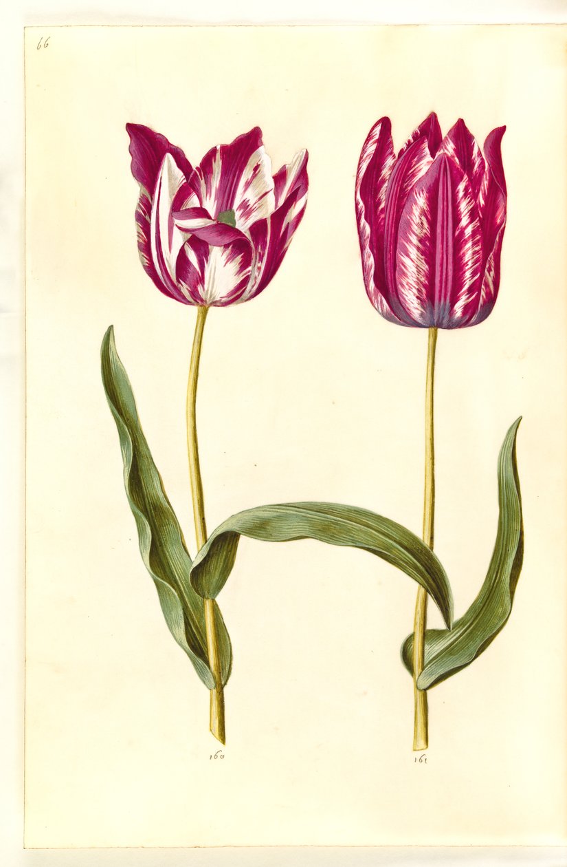 Tulipa gesneriana (har tulipan) av Hans Simon Holtzbecker