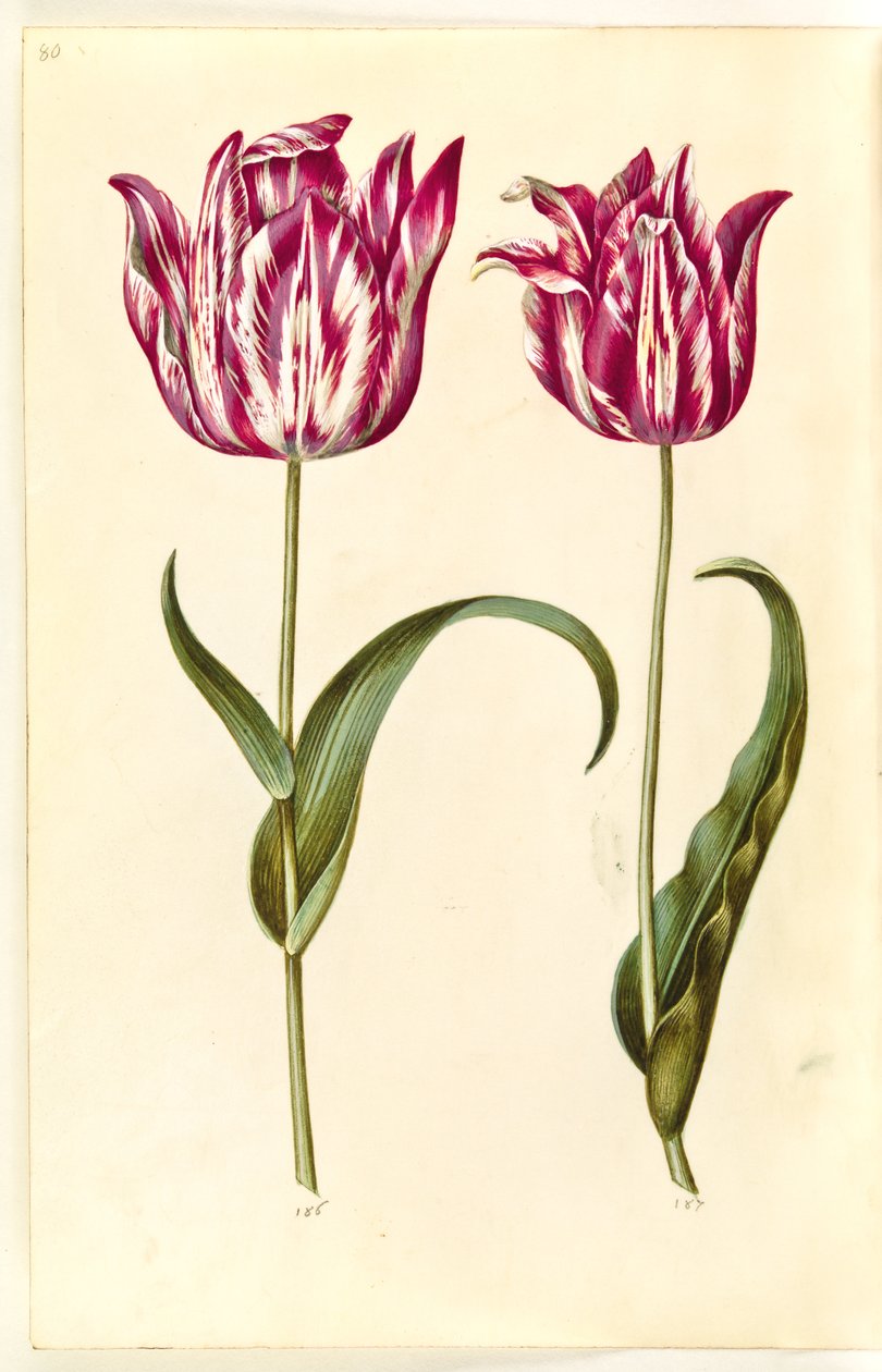 Tulipa gesneriana (har tulipan) av Hans Simon Holtzbecker