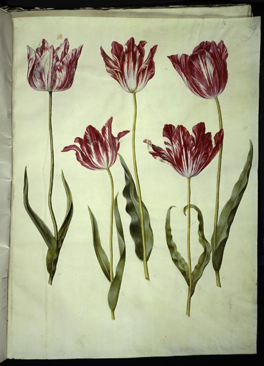 Tulipa gesneriana (har tulipan) av Hans Simon Holtzbecker