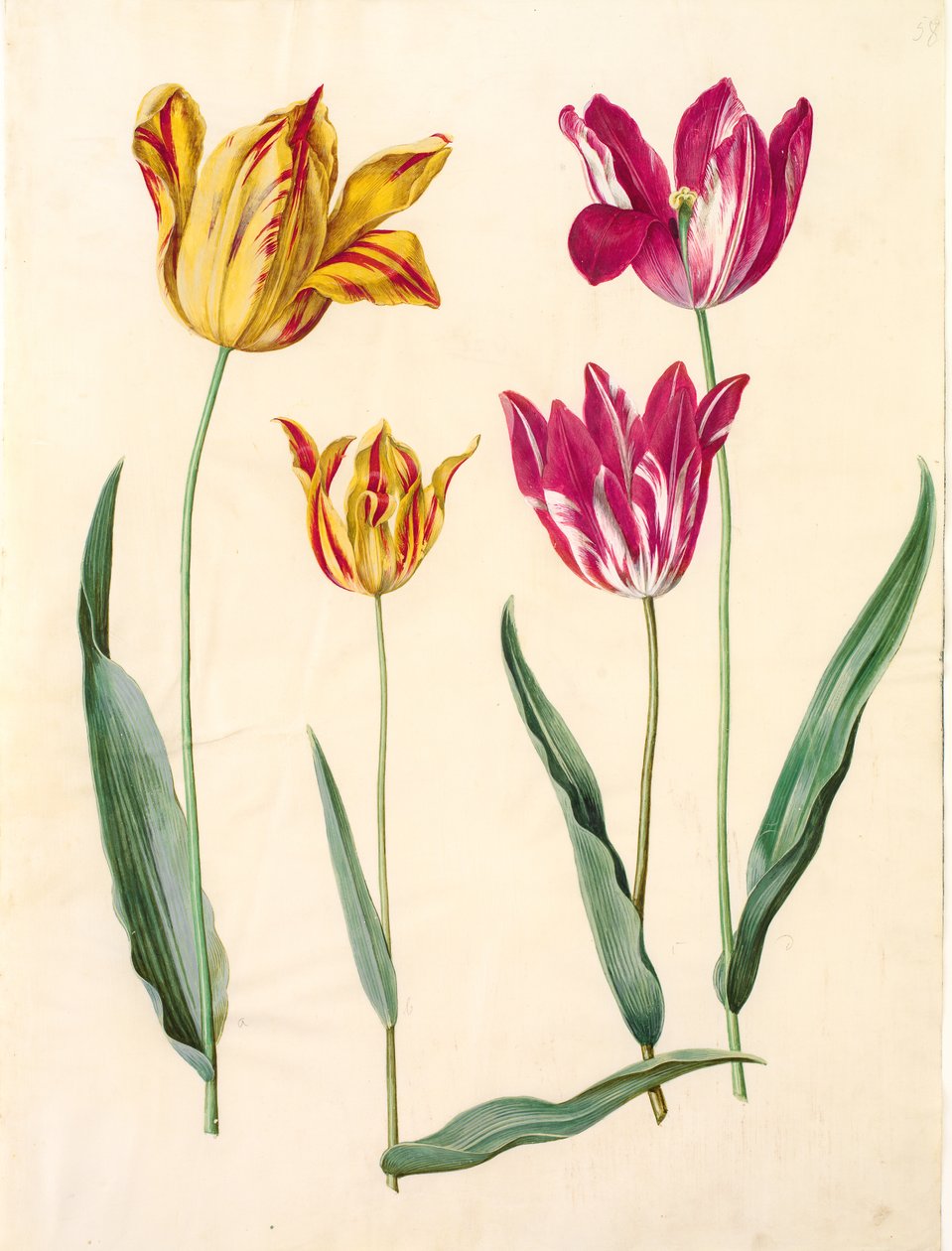 Tulipa gesneriana (har tulipan) av Hans Simon Holtzbecker