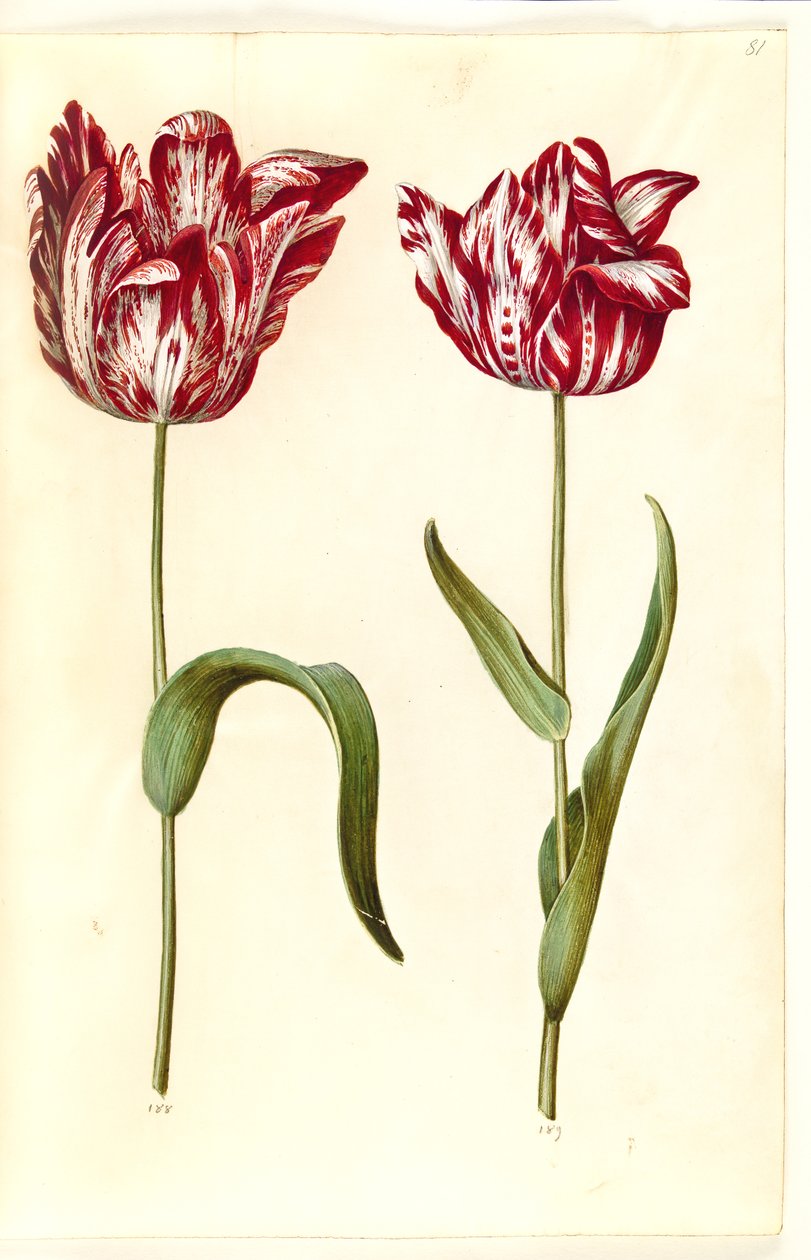 Tulipa gesneriana (har tulipan) av Hans Simon Holtzbecker