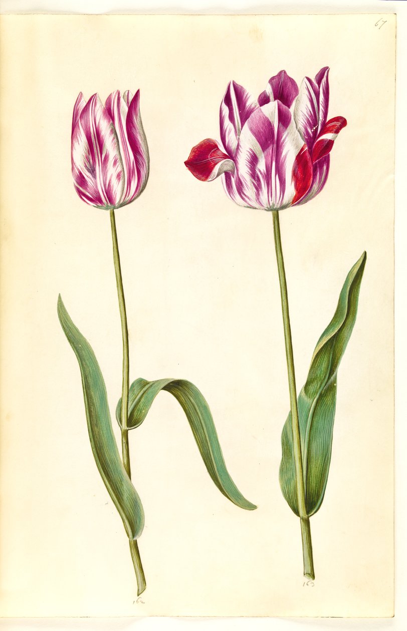 Tulipa gesneriana (har tulipan) av Hans Simon Holtzbecker