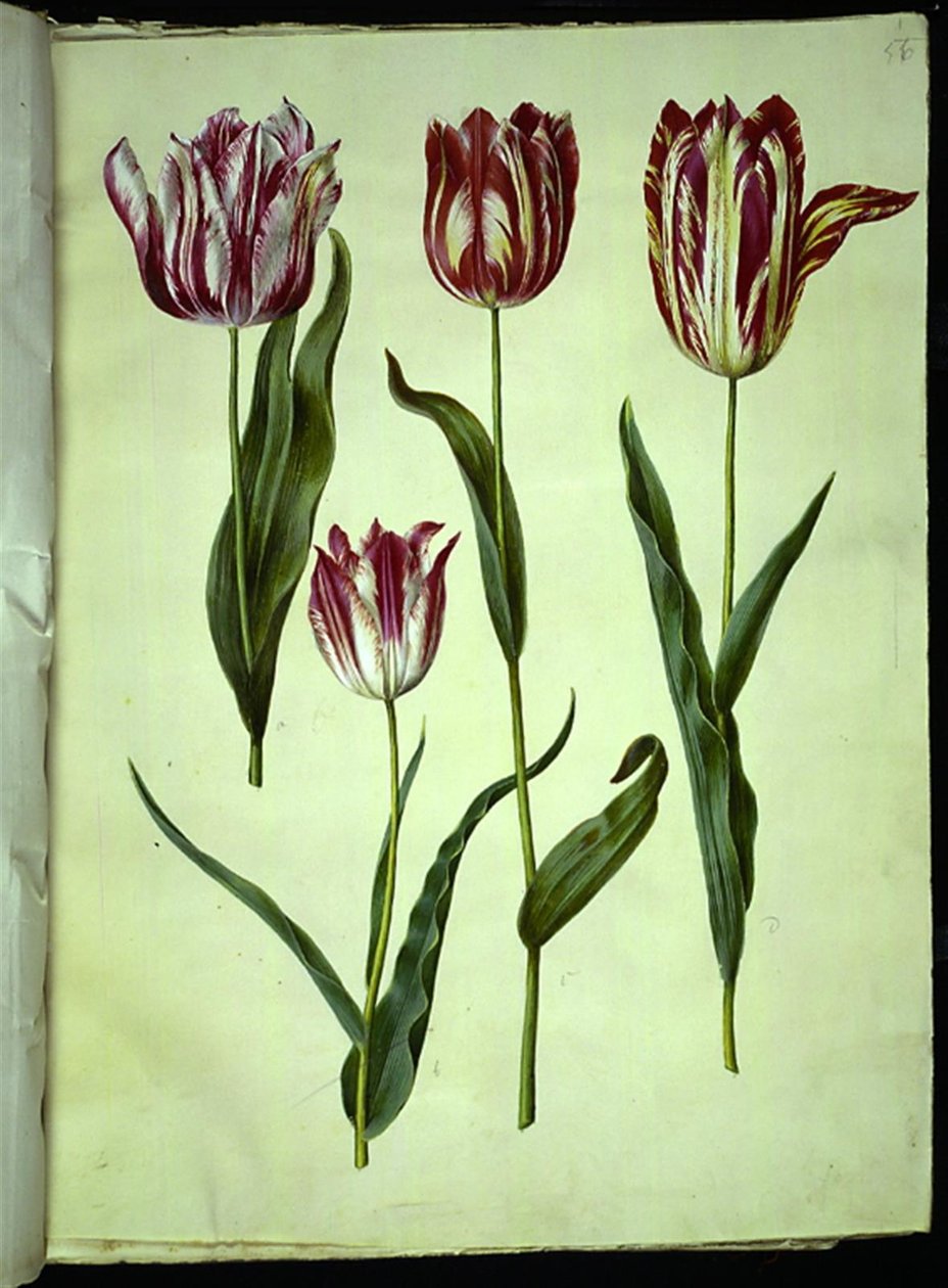 Tulipa gesneriana (har tulipan) av Hans Simon Holtzbecker