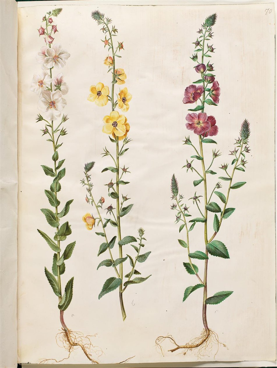 Verbascum blattaria (klase-kongelys); Fønikisk verbascum (lilla-kongelys) av Hans Simon Holtzbecker