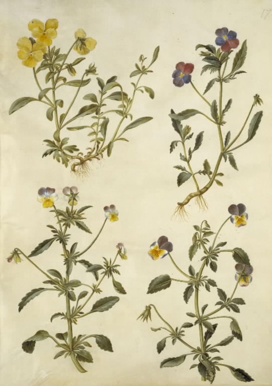 Viola cornuta (hornfiolett); Viola tricolor (vanlig stemorsblomst) av Hans Simon Holtzbecker
