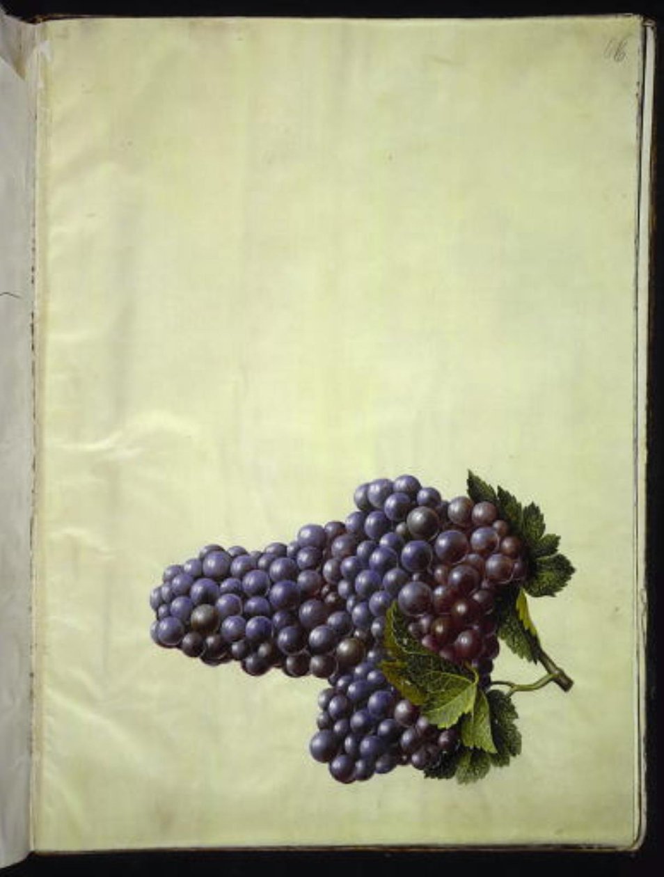 Vitis vinifera (vanlig vin) av Hans Simon Holtzbecker