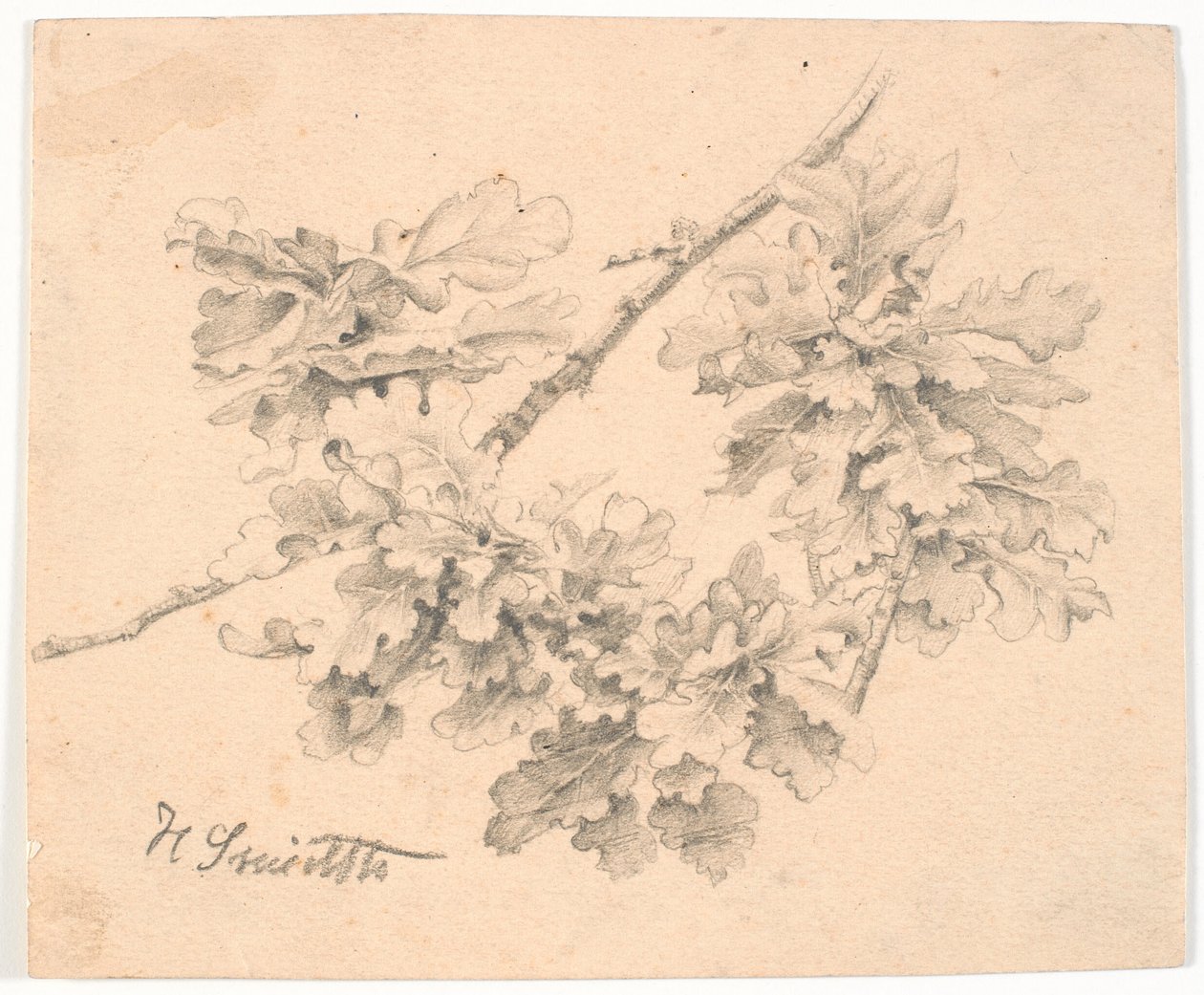 Studie av eikegrener av Hans Smidth