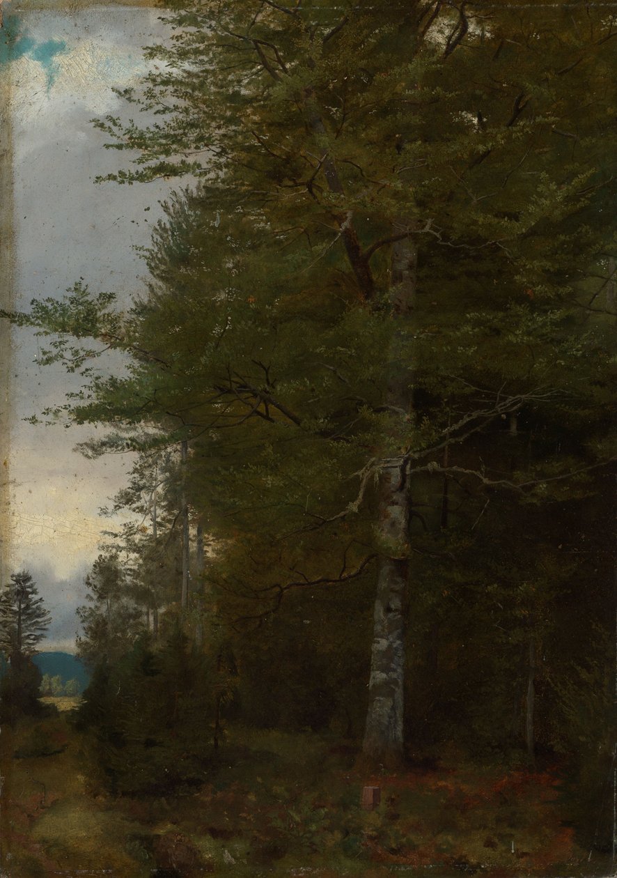 Bøk ved skogkanten av Hans Thoma
