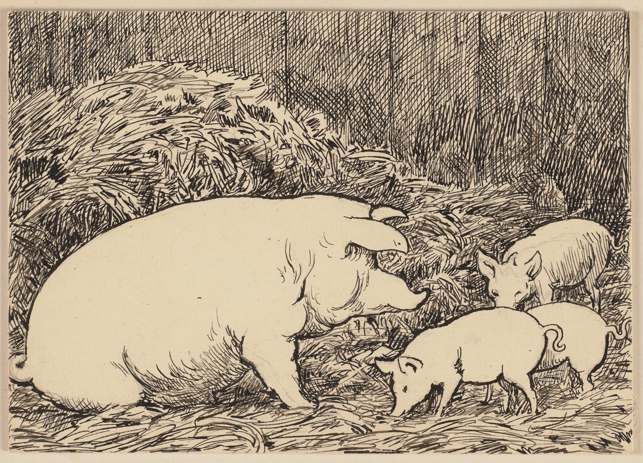 Tegning til læreboken: Gris av Hans Thoma