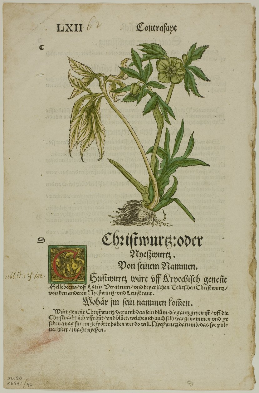 Christwurz (Hellebore) fra Herbarium (Kräuterbuch), plate 96 fra Tresnitt fra Books of the XVI Century av Hans Weiditz, II