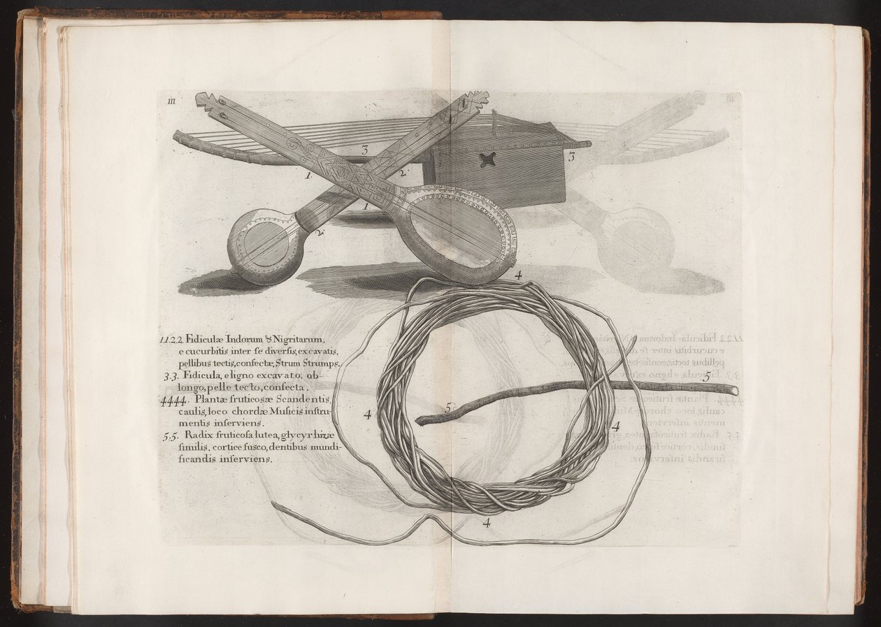 Illustrasjon fra reisen til øya Madera, Barbados... bind 2, 1815 av Hans after Sloane