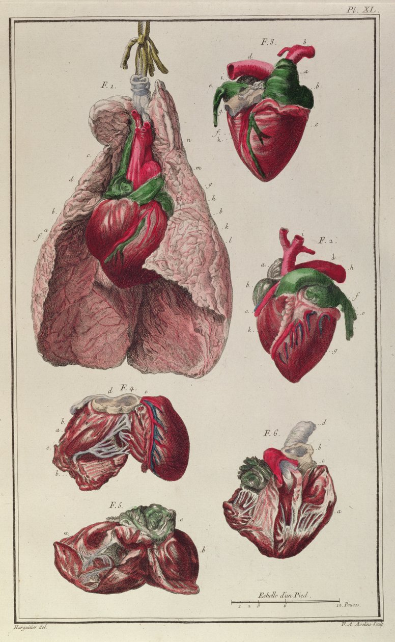 Indre organer til en hest, fra 'Cours d'Hippiatrique ou Traite Complet de la Medecine des Chevaux' av Philippe-Etienne Lafosse (1738-1820) gravert av FA Aveline, 1772 av Harguinier