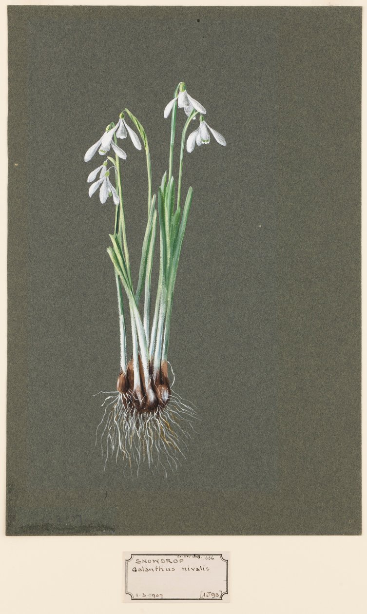 Galanthus nivalis L. Snøklokke, c1903-1915. av Harold Drinkwater