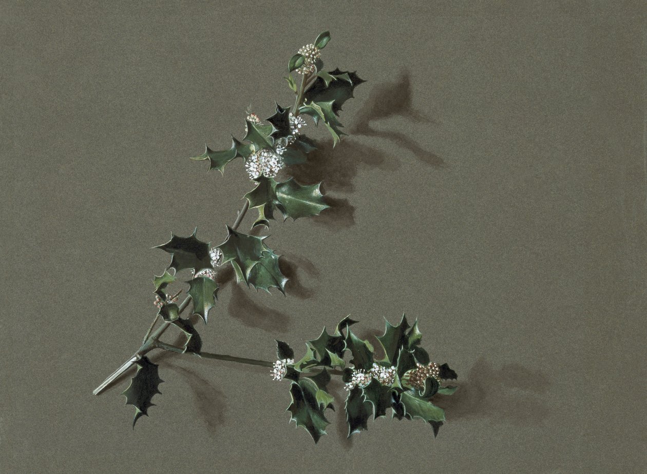 Ilex aquifolium L. Holly, c1870-1920. av Harold Drinkwater
