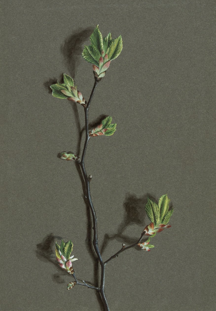 Ulmus glabra Huds Wych Elm, c1870-1920. av Harold Drinkwater