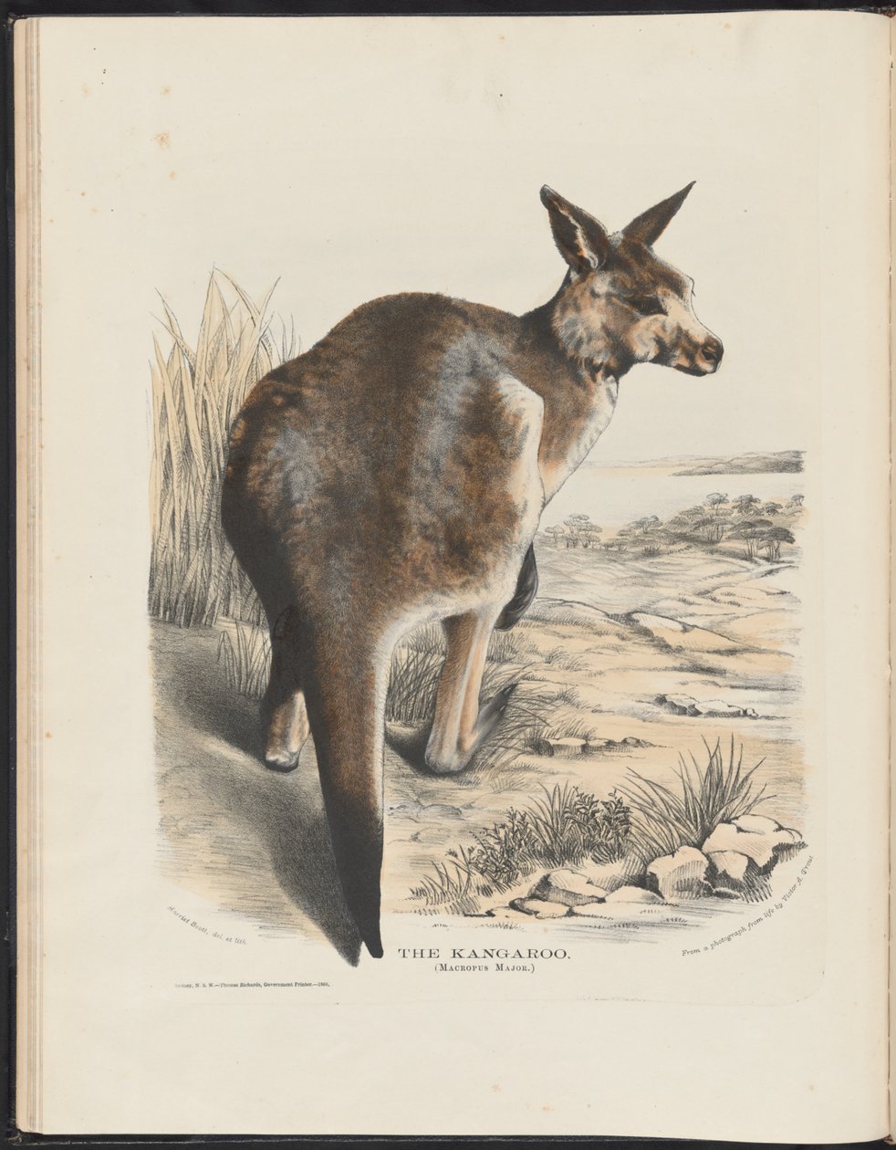 Pattedyr i Australia (Krefft) Nla.obj-33627803-11 Kenguruen av Harriet Morgan