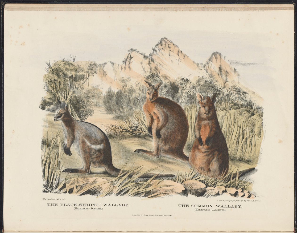 Pattedyr i Australia (Krefft) Nla.obj-33627803-13 Den svartstripete vallabyen og den vanlige vallabyen av Harriet Morgan