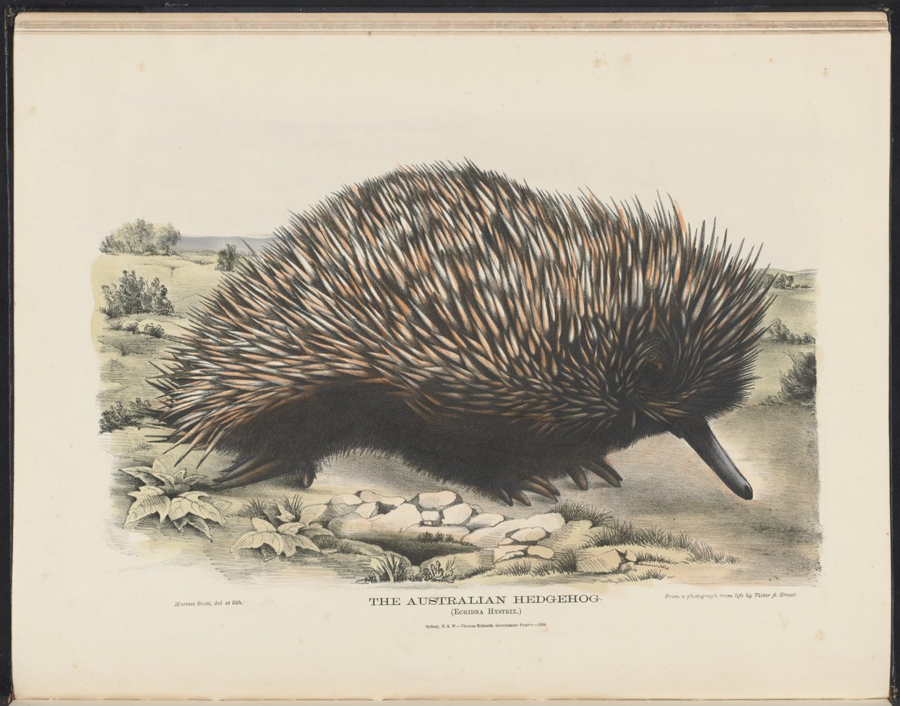 Pattedyr i Australia (Krefft) Nla.obj-33627803-15 The Australian Hedgehog av Harriet Morgan