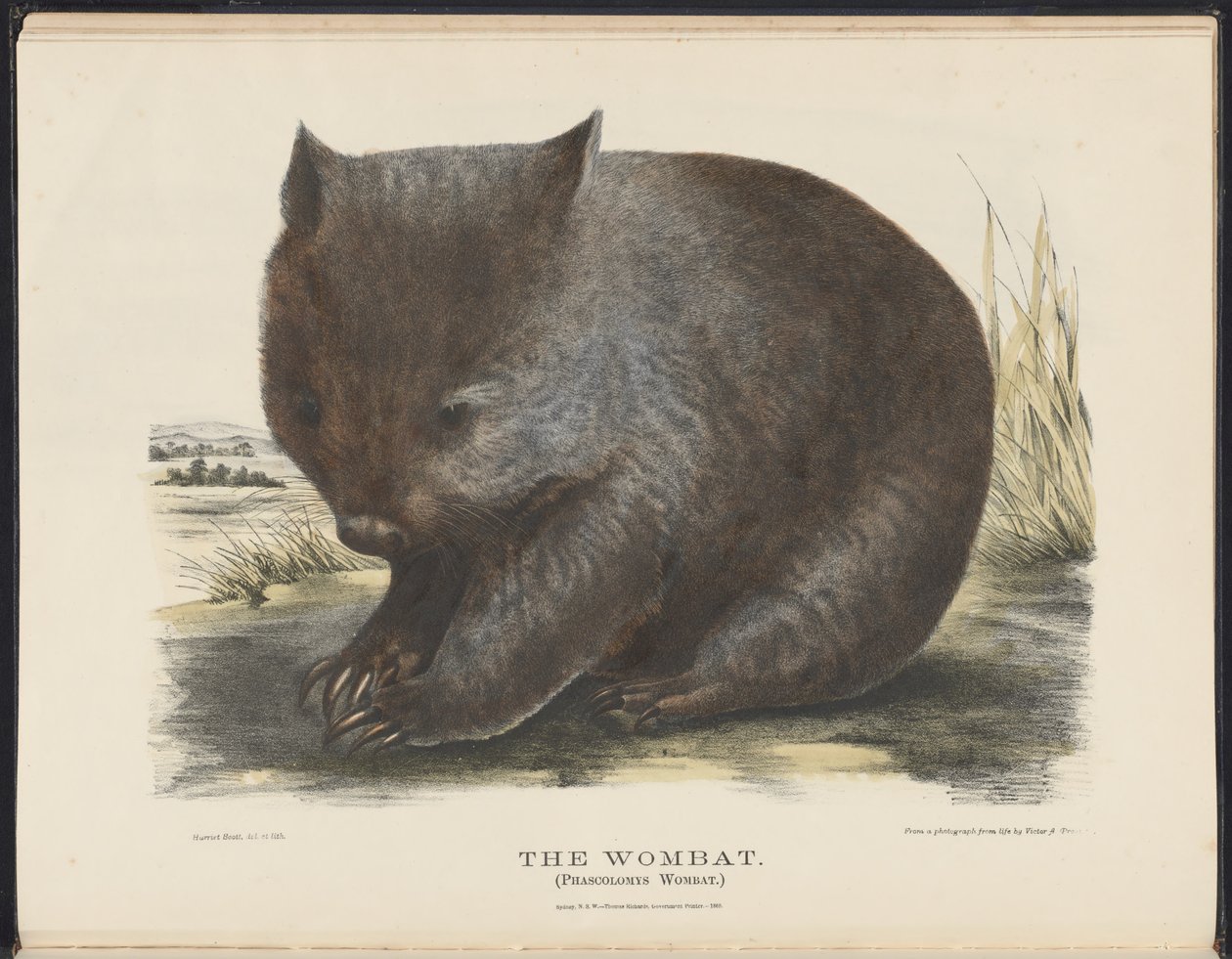 Mammals of Australia (Krefft) Nla.obj-33627803-6 The Wombat av Harriet Morgan