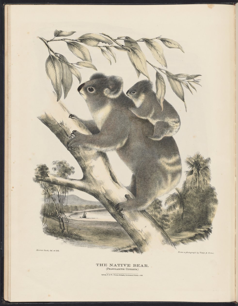 Pattedyr i Australia (Krefft) Nla.obj-33627803-7 Den innfødte bjørnen av Harriet Morgan