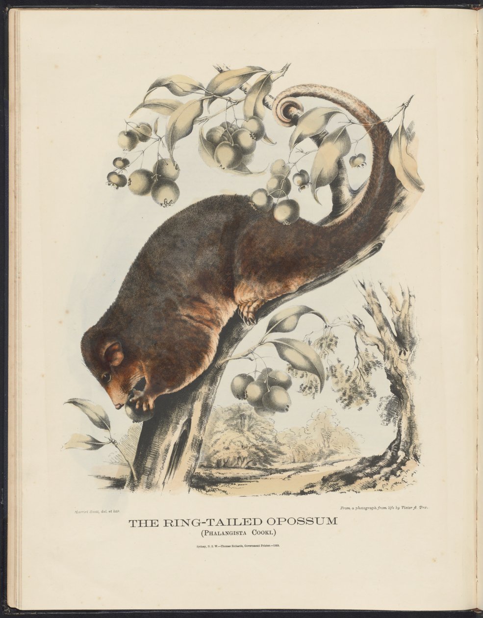 Pattedyr i Australia (Krefft) Nla.obj-33627803-8 The Ring-tailed Opossum av Harriet Morgan