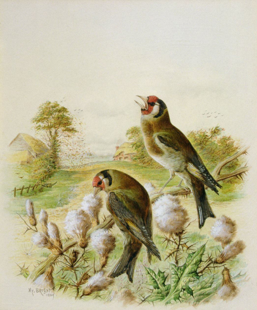 Gullfinker på tistler, 1889 av Harry Bright