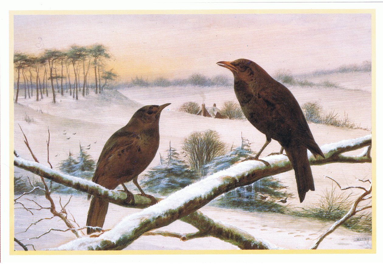 Blackbirds av Harry Bright