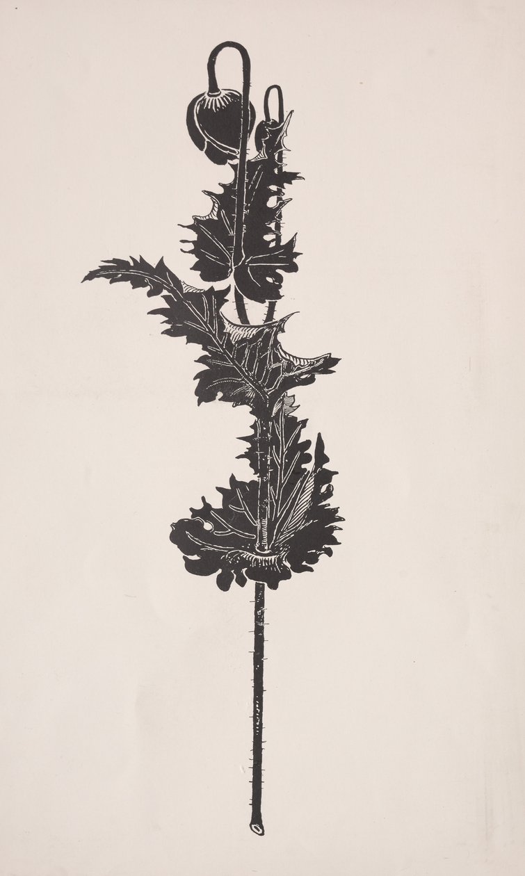 Blomsterstudie. av Harry Fenn