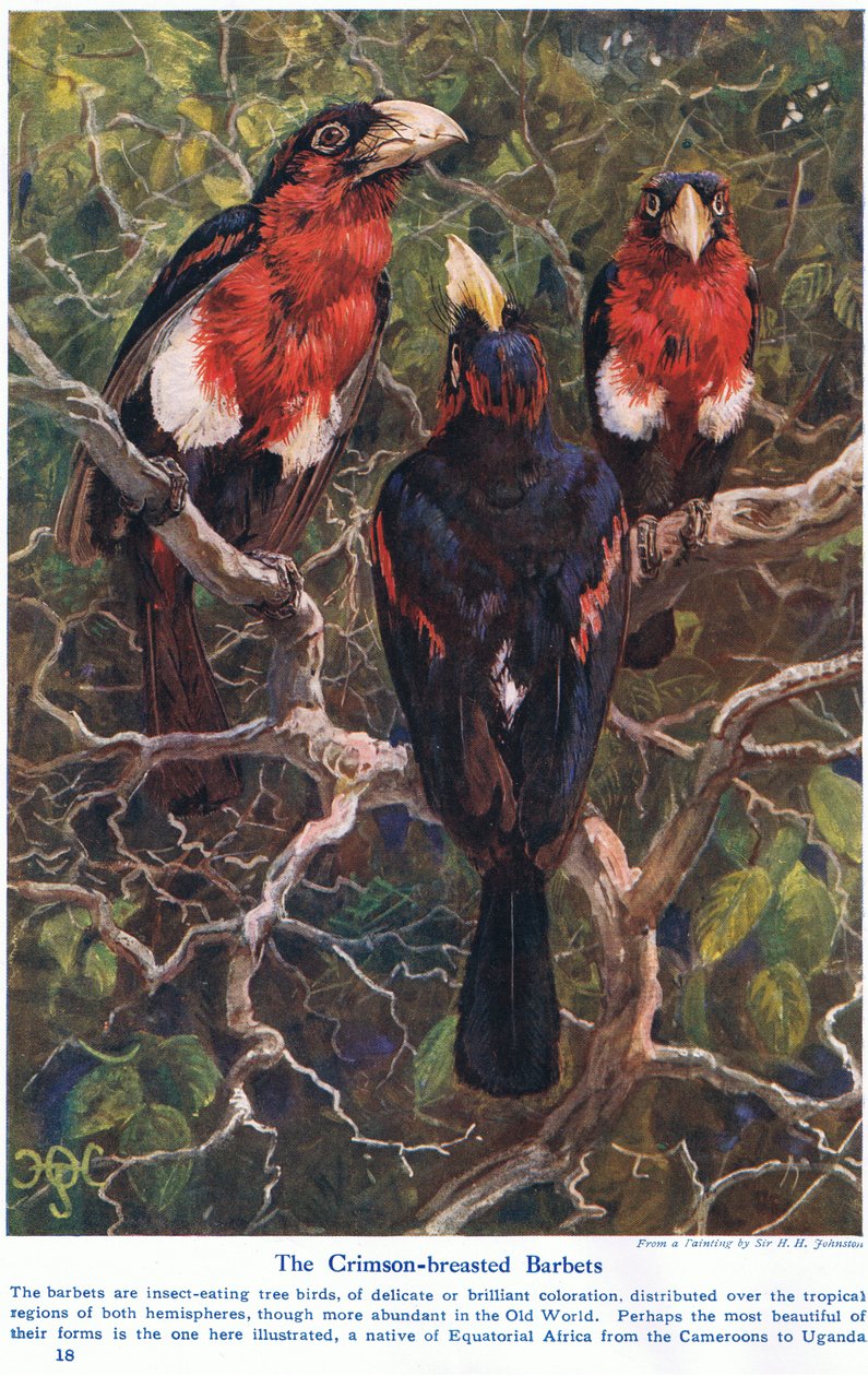 Crimson Crested Barbets, illustrasjon fra 
