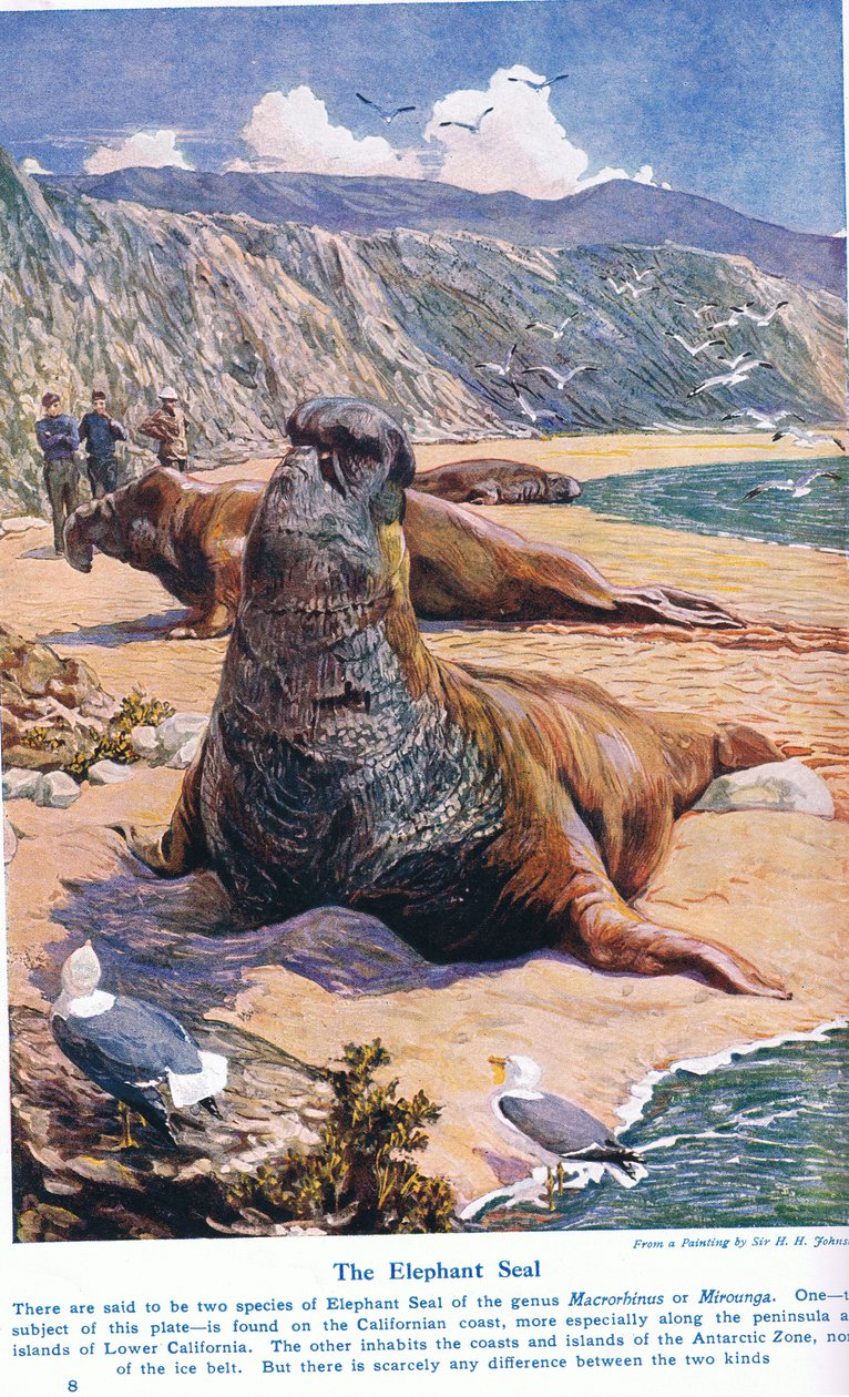The Elephant Seal, illustrasjon fra 