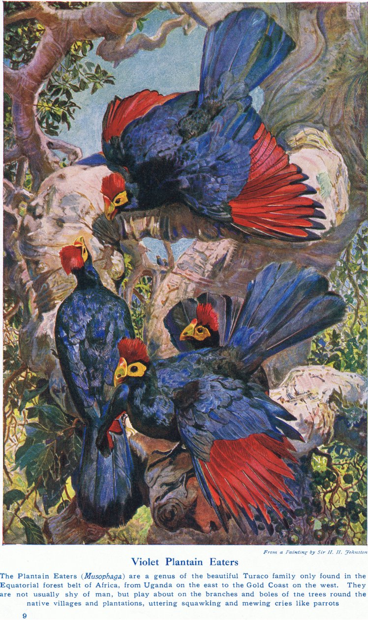 Violet Plantain Eaters, illustrasjon fra 