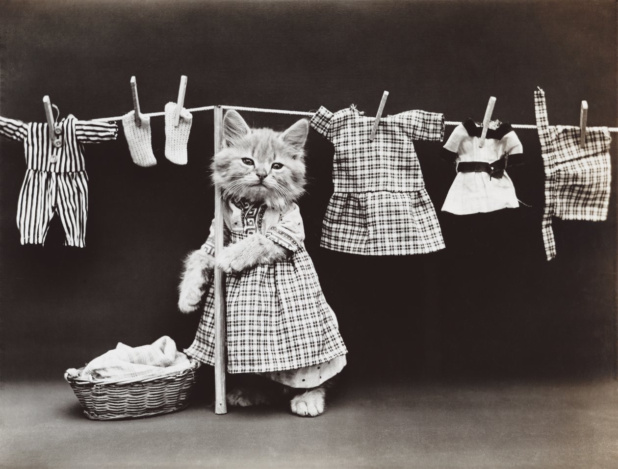 Kitties-serien: Tørking av klesvask, ca. 1914 (sølvtrykk) av Harry Whittier Frees