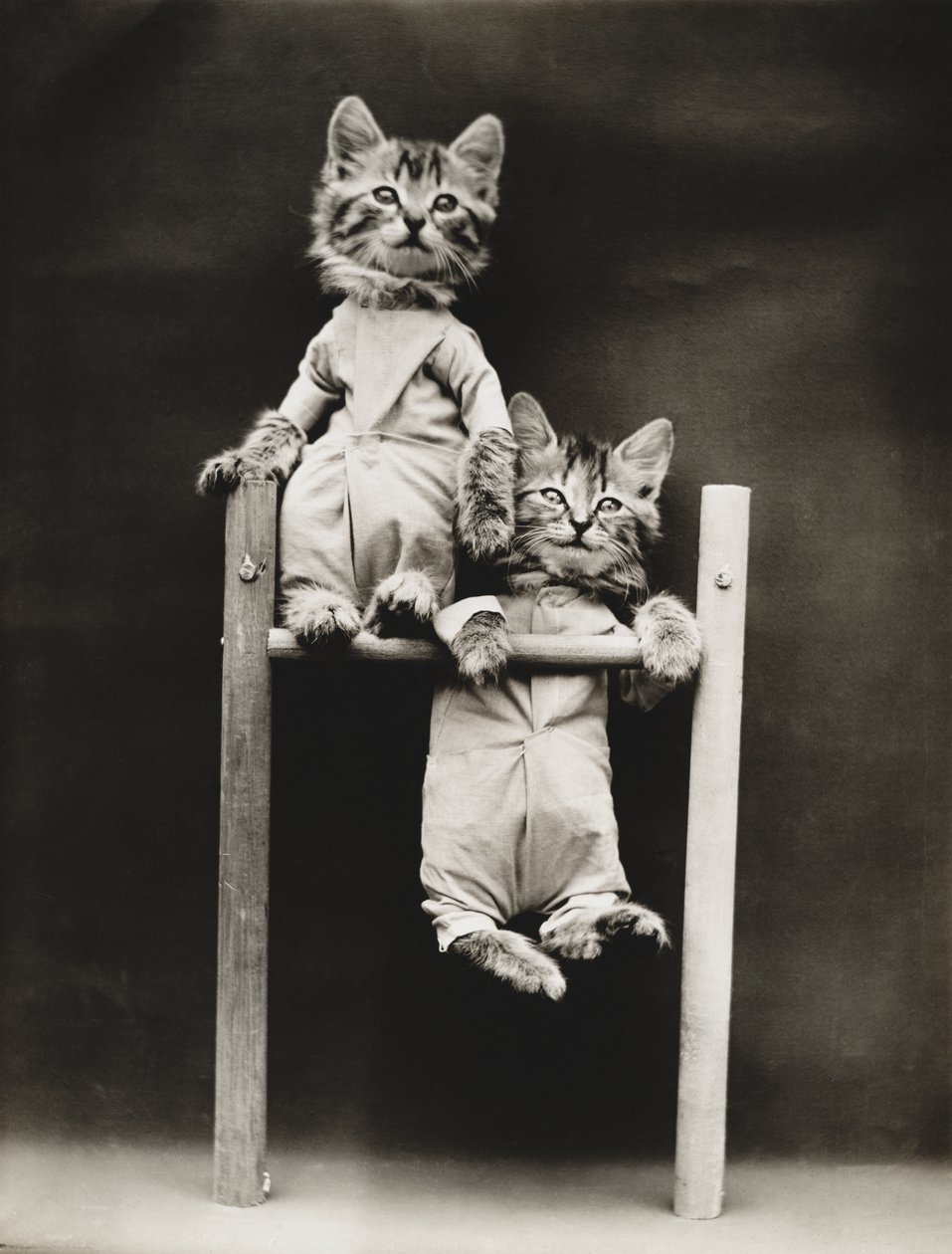 Katteungene-serien: Trening, ca. 1914 (sølvtrykk) av Harry Whittier Frees
