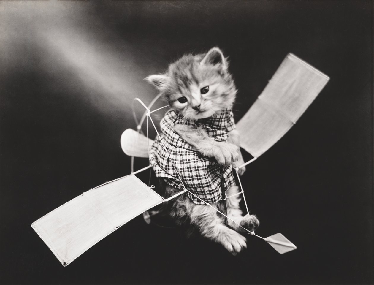 Kitties-serien: Pilot som flyr, ca. 1914 (sølvtrykk) av Harry Whittier Frees