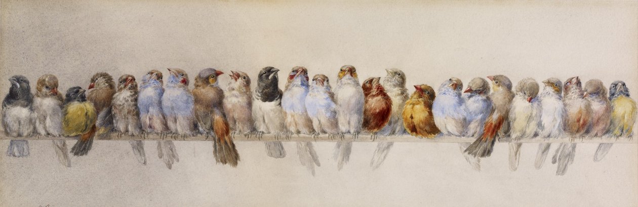 A Perch of Birds, ca. 1880 (akvarell og grafitt på papir) av Hector Giacomelli