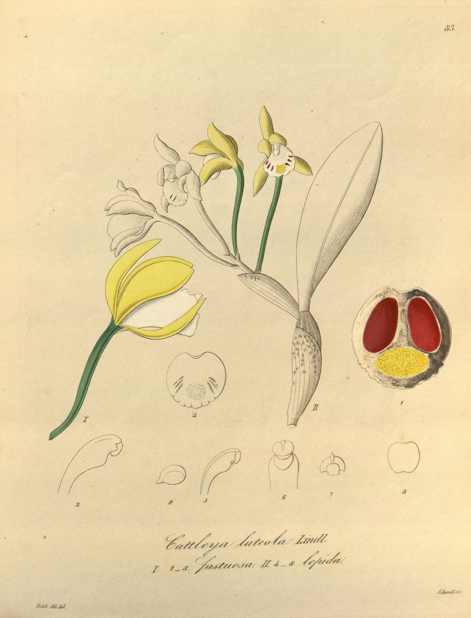 Illustrasjon av Cattleya luteola av Heinrich Gustav Reichenbach