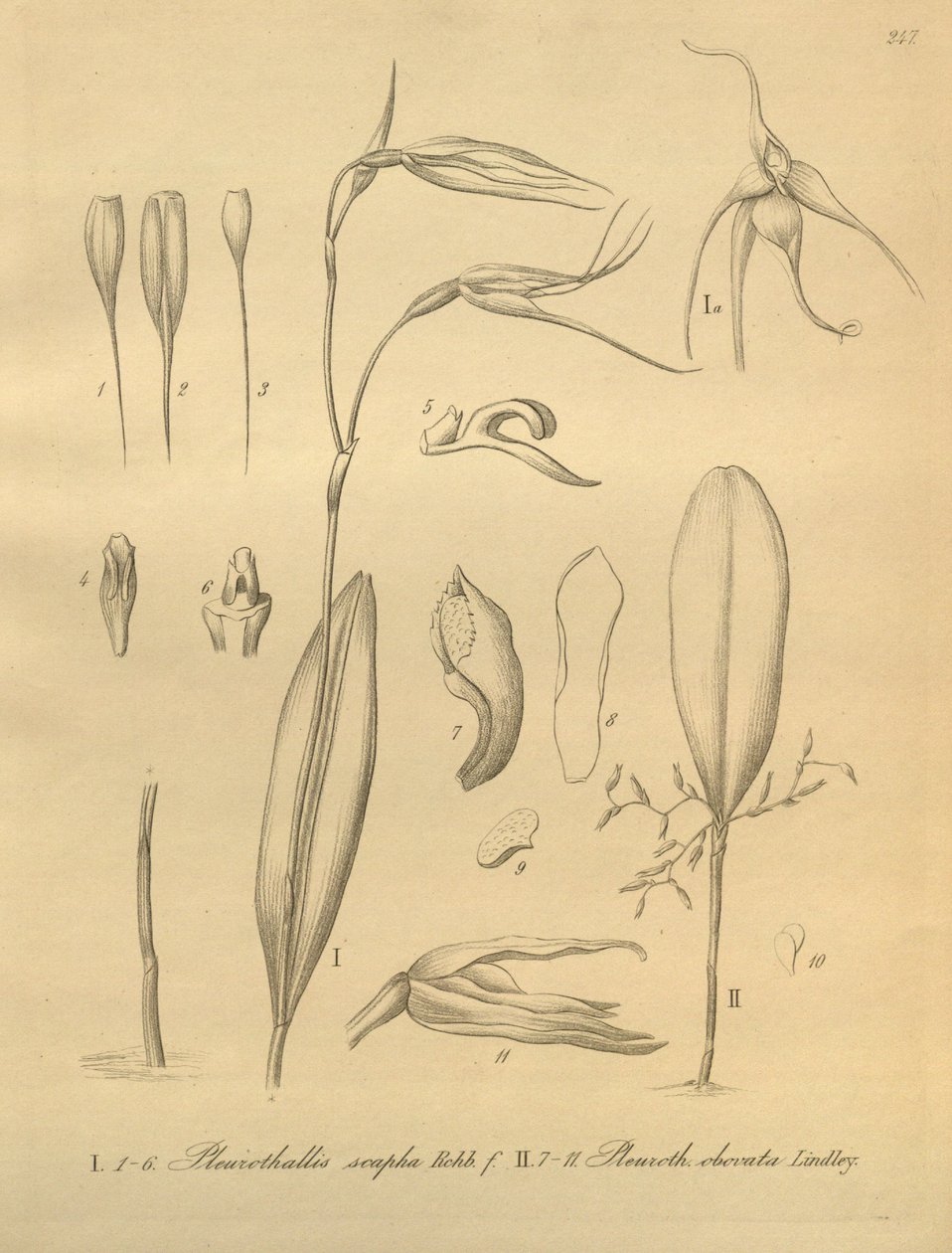 Illustrasjon av Pleurothallis sirene av Heinrich Gustav Reichenbach