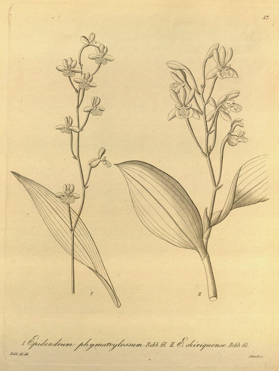 Illustrasjon av Prosthechea varicosa (som syn. Epidendrum phymatoglossum og Epidendrum chiriquense) av Heinrich Gustav Reichenbach