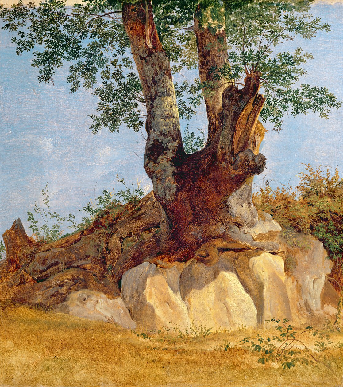 Et tre i Campagna, 1822-23 (olje på papir på lerret) av Heinrich Reinhold
