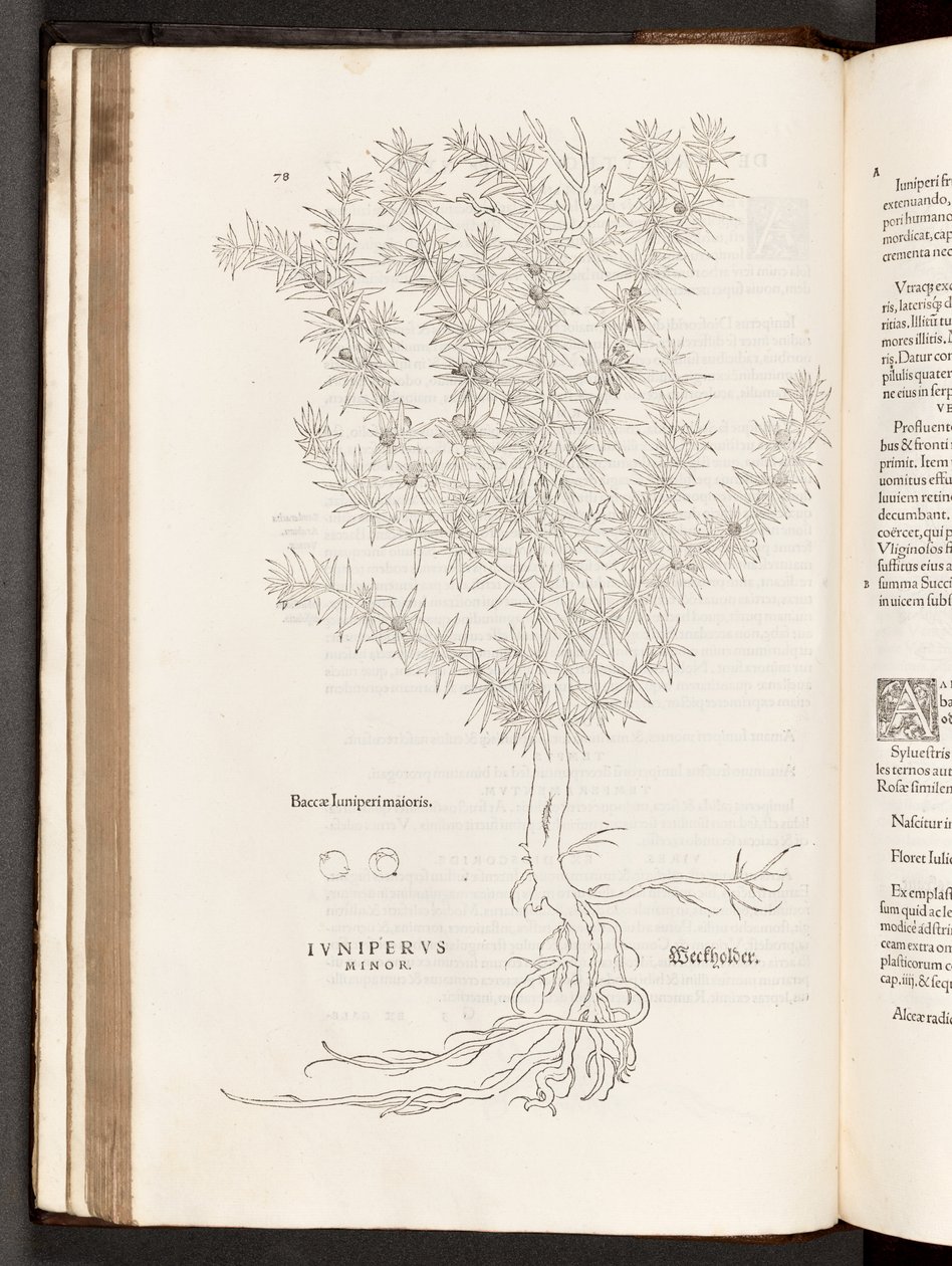 BT3.267.5 s.78 Juniper, illustrasjon fra The history of racial commentaries av Leonhart Fuchs, 1542 av Heinrich and Meyer, Albert Fullmaurer
