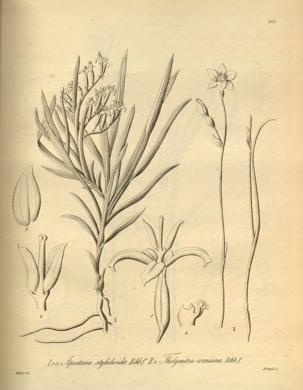 Apostasia wallichii (som Apostasia stylidioides) - Thelymitra cornicina av Heinrich Gustav Reichenbach