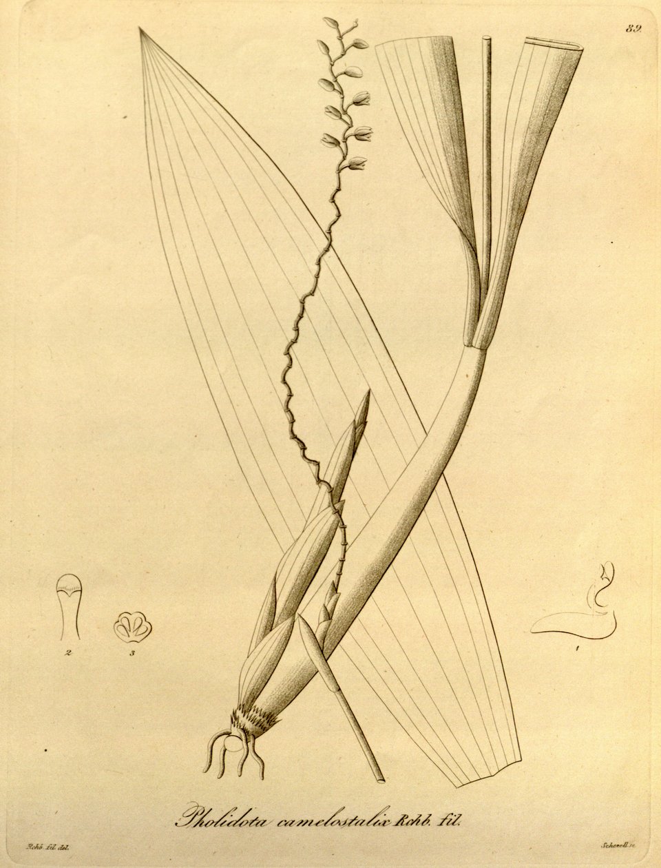 Illustrasjon av Pholiota camelostalix av Heinrich Gustav Reichenbach