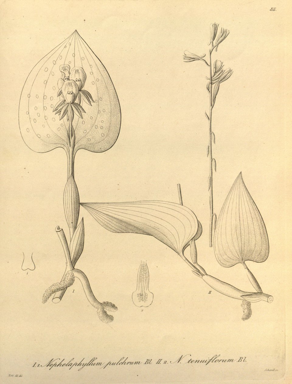 Denne filen kommer fra Biodiversity Heritage Library, og er tilgjengelig online på biodiversitylibrary.org/page/696488 av Heinrich Gustav Reichenbach