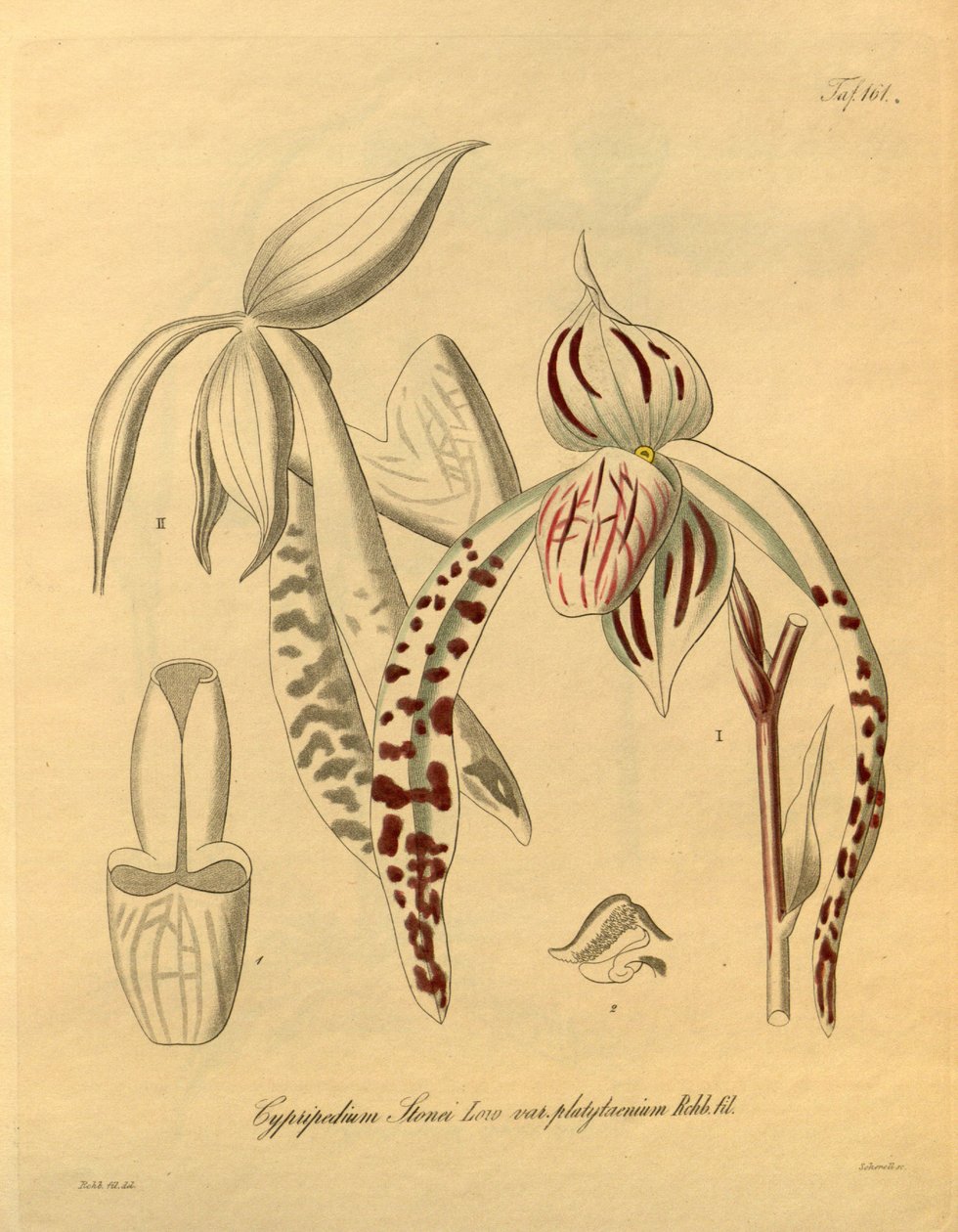 Denne filen kommer fra Biodiversity Heritage Library, og er tilgjengelig online på biodiversitylibrary.org/page/698357 av Heinrich Gustav Reichenbach