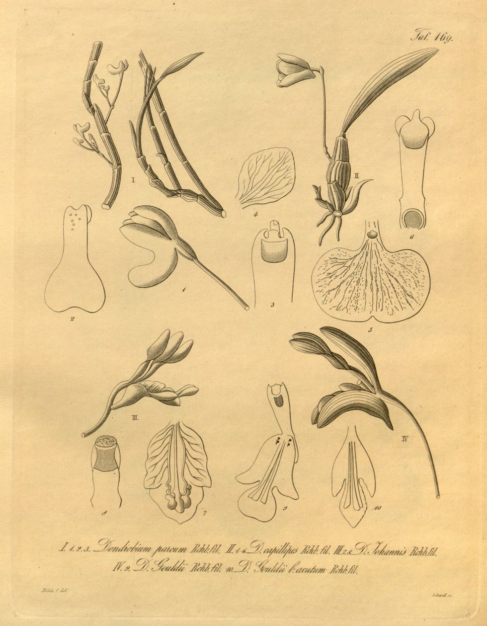 Denne filen kommer fra Biodiversity Heritage Library, og er tilgjengelig online på biodiversitylibrary.org/page/698365 av Heinrich Gustav Reichenbach